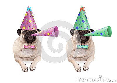 Adorable pug puppy dog hanging with paws on blank banner, wearing colorful birthday party hat and blowing horn Stock Photo