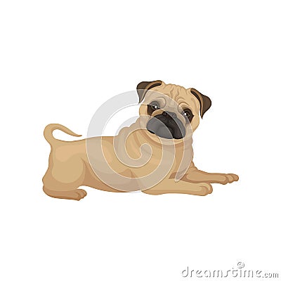 Adorable pug puppy with shiny eyes lying isolated on white background. Small dog with wrinkled muzzle. Flat vector Vector Illustration