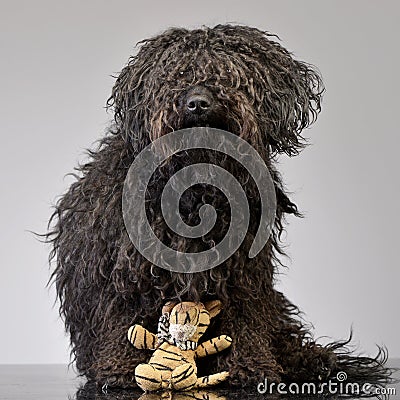 An adorable Puli sitting with a stuffed lion Stock Photo