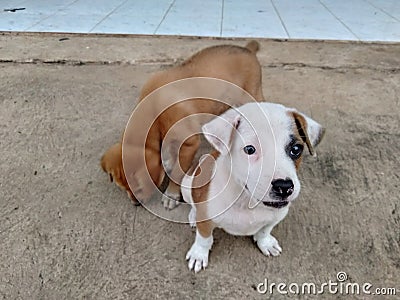 Adorable puppies wating for their treat Stock Photo