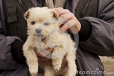 Adorable puppy Stock Photo