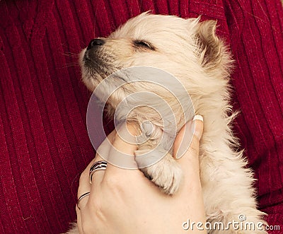 Adorable puppy Stock Photo