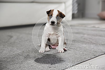 Adorable puppy near wet spot on carpet Stock Photo