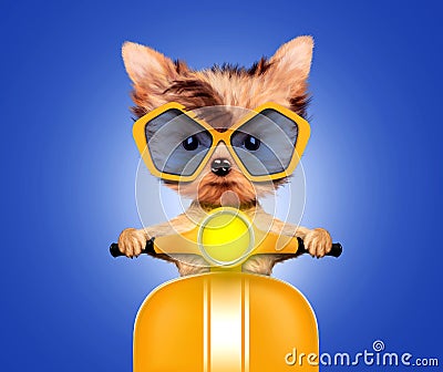 Adorable puppy sitting on a motorbike Cartoon Illustration