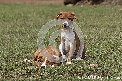 Adorable puppy sleeping in green grass. Stock Photo