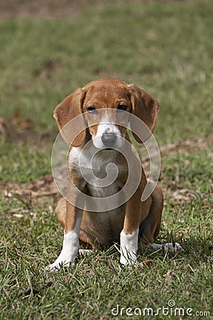 Adorable puppy standing in green grass. Stock Photo