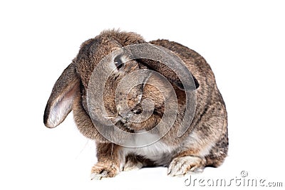 Adorable rabbit Stock Photo