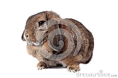 Adorable rabbit Stock Photo