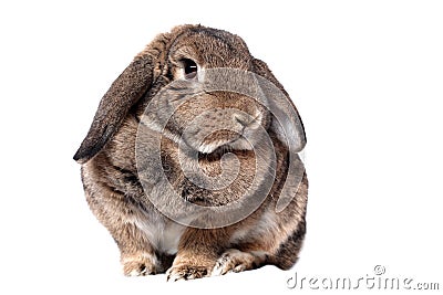 Adorable rabbit Stock Photo