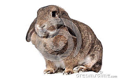 Adorable rabbit Stock Photo