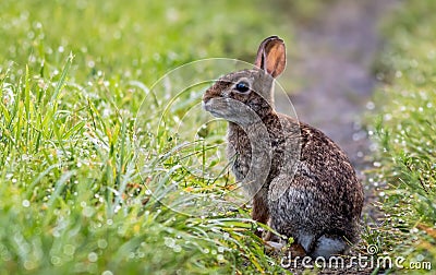 Adorable rabbit along the grassy trail in the morning dew Stock Photo