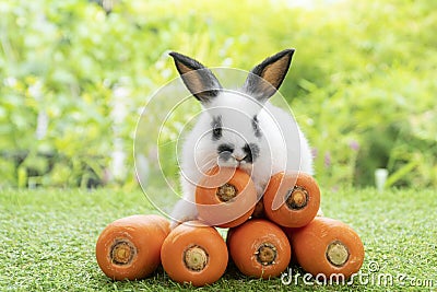 Adorable rabbit bunny with orange carrots sitting on green grass over bokeh nature background. Furry baby bunny black white hair Stock Photo