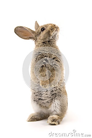 Adorable rabbit isolated on white Stock Photo