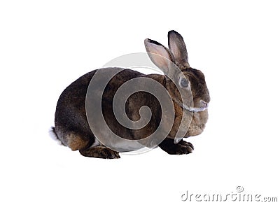 Adorable rabbit isolated on a white background Stock Photo