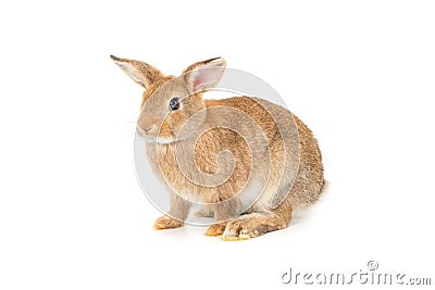 Adorable rabbit isolated on a white Stock Photo