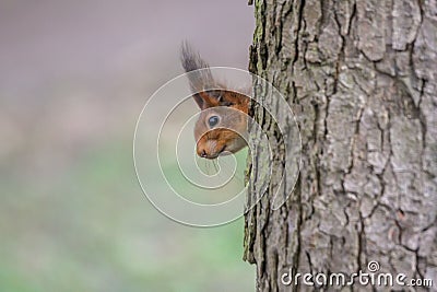 Adorable red squirrel perched atop a brown tree trunk, peering out curiously with its big black eyes Stock Photo