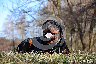 Adorable Rottweiler lying on the green grass in a park Stock Photo