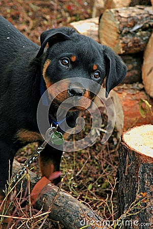 Adorable Rottweiler Puppy Stock Photo