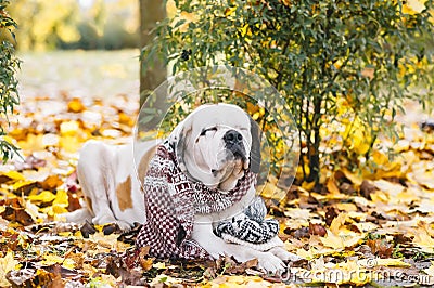 Adorable Saint Bernard dog wearing knitted scarf is lying on fallen yellow leaves. Autumn in park Stock Photo