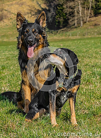 Adorable scene of a German shepherd and New Zealand Huntaway dogs resting together in the meadow Stock Photo