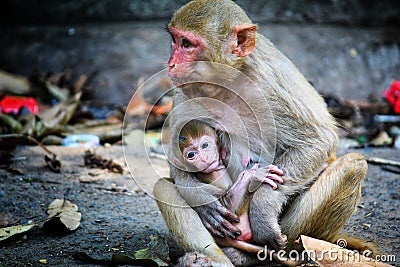 Adorable scene of a mother monkey sitting on the ground and taking care of her baby Stock Photo