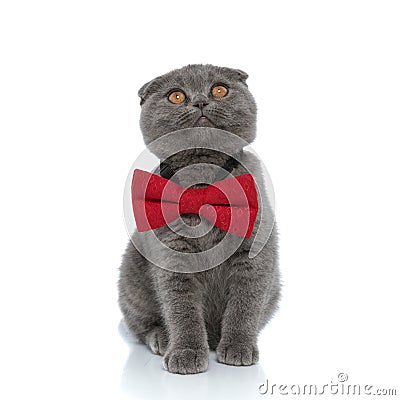 Adorable scotish fold cat wearing red bowtie and looking up Stock Photo