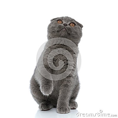 Adorable scotish fold pussycat looking up on white background Stock Photo