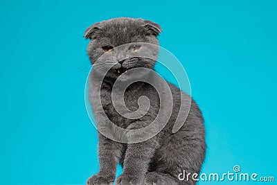 Adorable scotish fold pussycat meowning Stock Photo