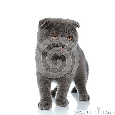 Adorable scotish fold pussycat sticking out tongue Stock Photo