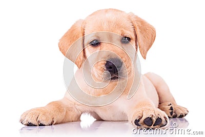 Adorable seated labrador retriever puppy dog Stock Photo