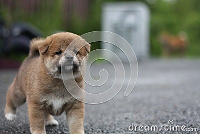 Adorable shiba inu puppy adorable Stock Photo