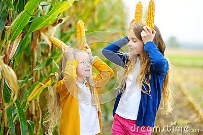 Adorable sisters playing in a corn field on beautiful autumn day. Pretty children holding cobs of corn. Harvesting with kids. Stock Photo