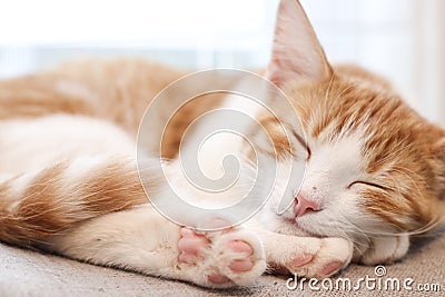 Adorable sleeping orange kitten Stock Photo