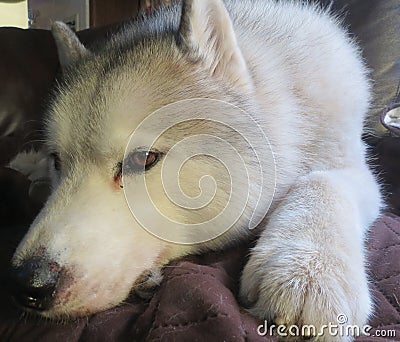 Adorable, Sleepy Silver and White Husky Stock Photo