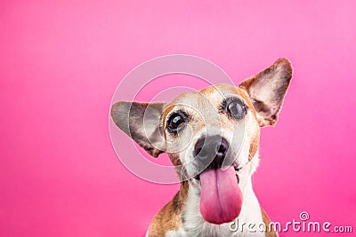 Adorable small dog with long tongue. Jack Russell terrier funny portrait. bully face. Pink background. Cool poster Stock Photo