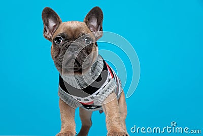 Adorable small frenchie wearing costume Stock Photo