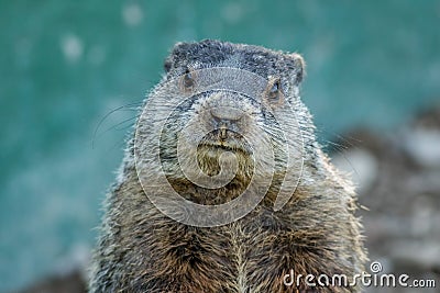 Adorable small funny young groundhog closeup faces front Stock Photo