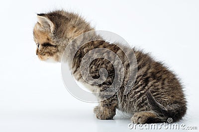 Adorable small tabby kitten Stock Photo