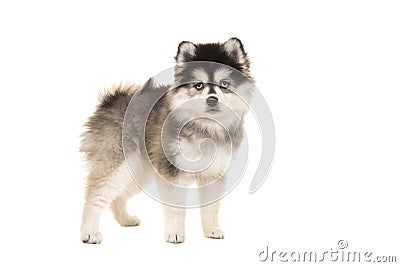 Adorable standing pomsky puppy seen from the side on a white background Stock Photo