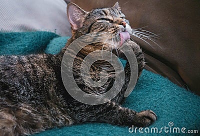 Adorable tabby cat is cleaning herself Stock Photo