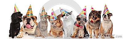 Adorable team of birthday pets of different breeds Stock Photo