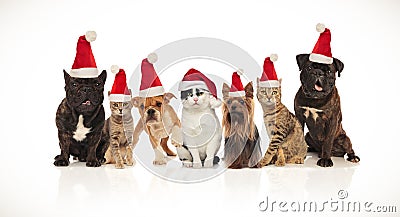 Adorable team of seven christmas pets of different breeds Stock Photo