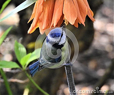 Adorable tiny bird Blue Tit resting on an orange flower stem Stock Photo