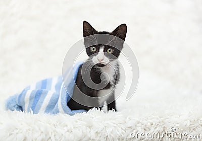 Tuxedo cat in blue striped Hat Stock Photo
