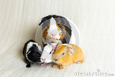 Adorable tricolour female guinea pig with black button eyes sitting on couch with her two-days old triplets Stock Photo