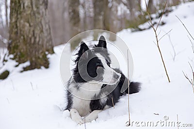 Adorable unleashed border collie dog lying with snow on its nose and alert expression Stock Photo