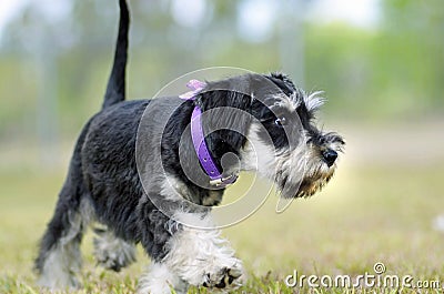 Cute black silver Miniature Schnauzer puppy dog exploring outdoors Stock Photo