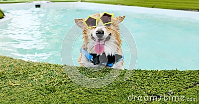 Adorable welsh corgi dog smile face wear yellow sunglasses in swimming pool at weekend Stock Photo