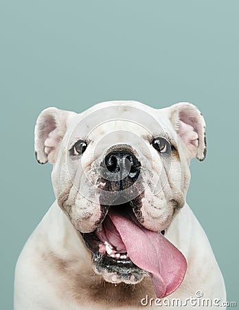 Adorable white Bulldog puppy portrait Stock Photo