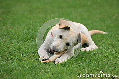 Adorable white dog chewing big bone on grass Stock Photo